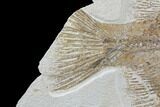 Bargain, Phareodus Fish Fossil - Huge Specimen #91361-2